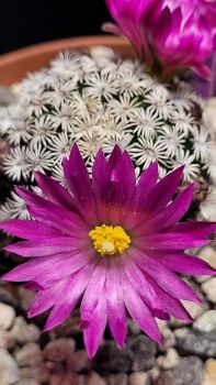 Mammillaria hernandezii